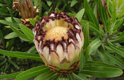 Protea lepidocarpodendron - Indigenous South African Protea - 5 Seeds