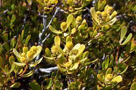 Leucadendron muirii - Indigenous South African Protea - 5 Seeds