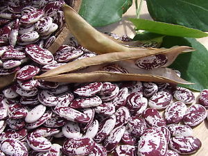 Madagascar Lima Beans - Heirloom Vegetable - Perennial Beans - Phaseolus lunatus - 10 Seeds