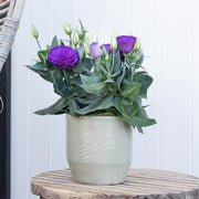 Lisianthus Pot Julietta Blue - Feature flowers particularly suited to potting - 10 seeds