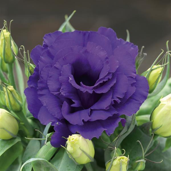 Lisianthus Pot Julietta Blue - Feature flowers particularly suited to potting - 10 seeds
