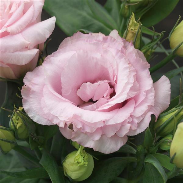 Lisianthus Pot Julietta Pink - Feature flowers particularly suited to potting - 10 seeds