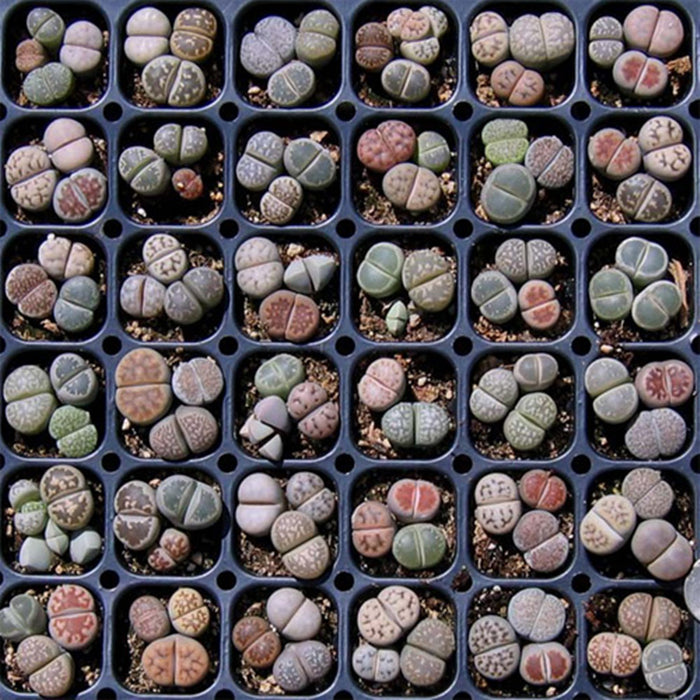 Lithops Species Mixed - Indigenous South African Succulent