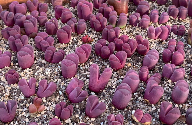 Lithops optica "Rubra" - Indigenous - South African Succulent - 10 Seeds