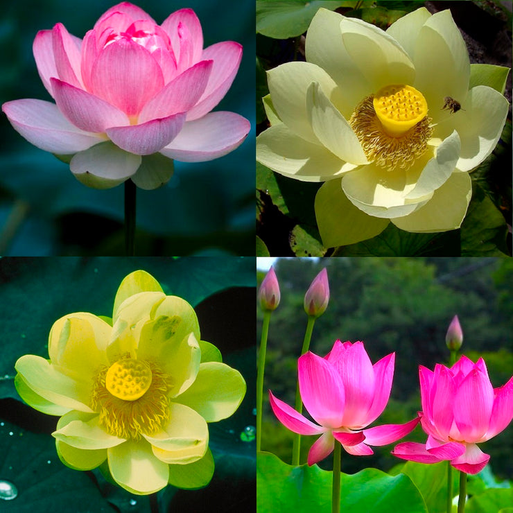 Mixed Colour Pink & Yellow Sacred Lotus Water Lily Aquatic - Nelumbo Nucifera  - 5 Seeds