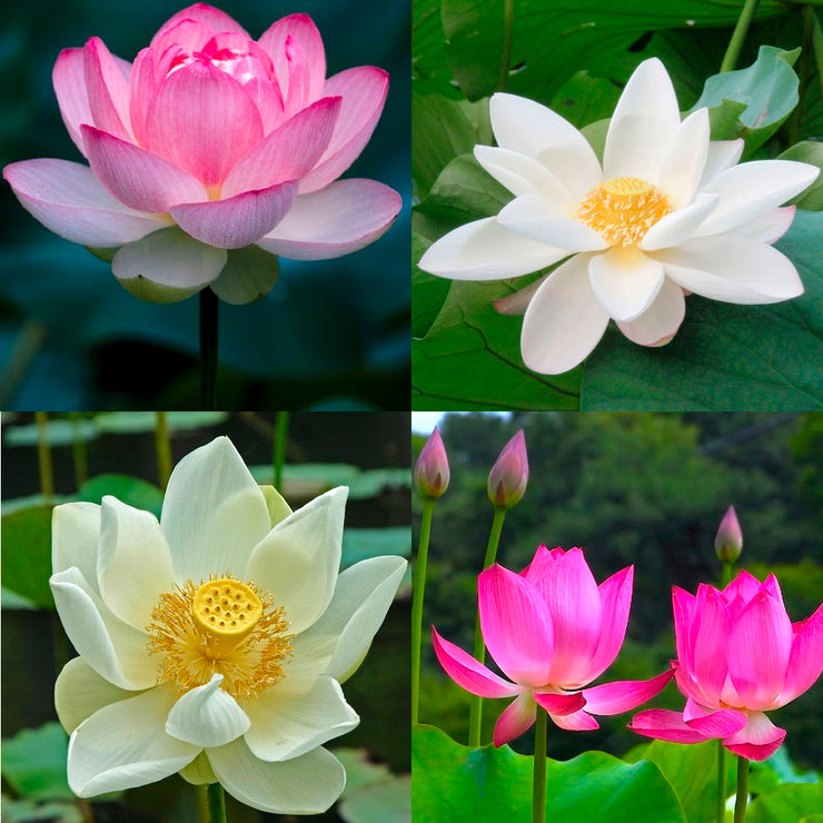 Mixed Colour Pink & White Sacred Lotus Water Lily Aquatic - Nelumbo Nucifera  - 5 Seeds