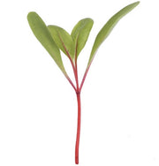 Beetroot - Sprouting / Microgreen Seeds