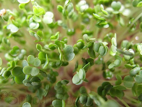 Arugula / Rocket - Microgreen Seeds
