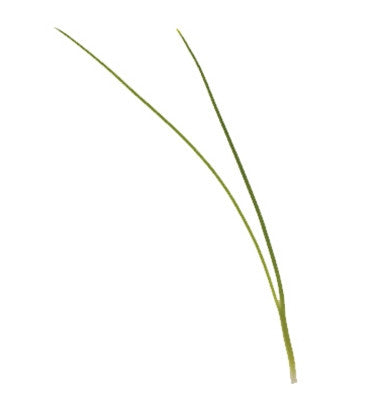 Scallion / Spring Onion - Microgreen Seeds