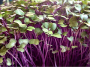 Purple Kohlrabi - Sprouting / Microgreen Seeds