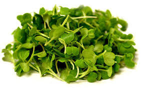 Chinese Cabbage - Sprouting / Microgreen Seeds