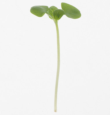 Basil - Microgreen Seeds