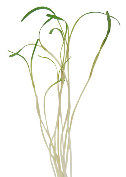 Fennel - Microgreen Seeds