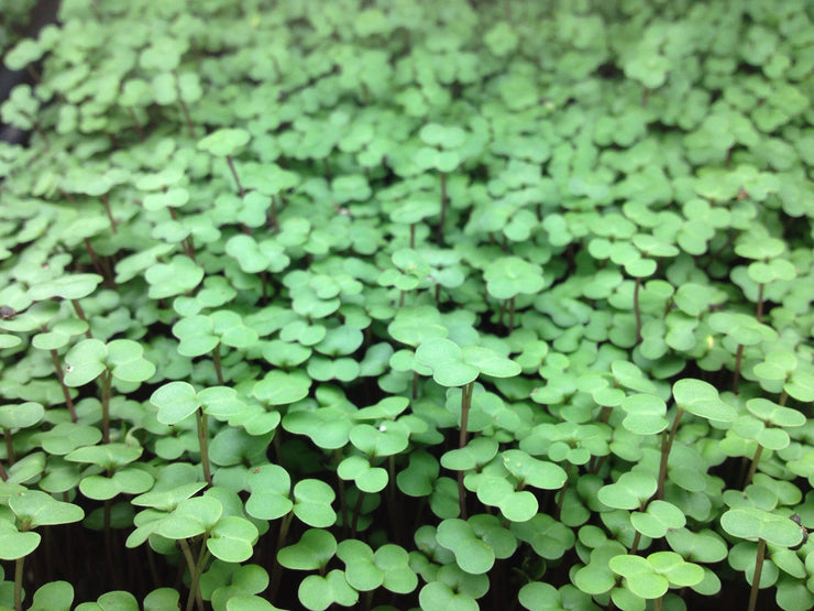 Kale - Microgreen Seeds