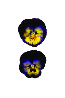 Pansy Prima Punch Midnight Glow - 10 seeds