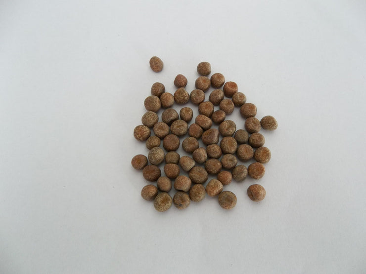 Maple Peas - Sprouting Seeds