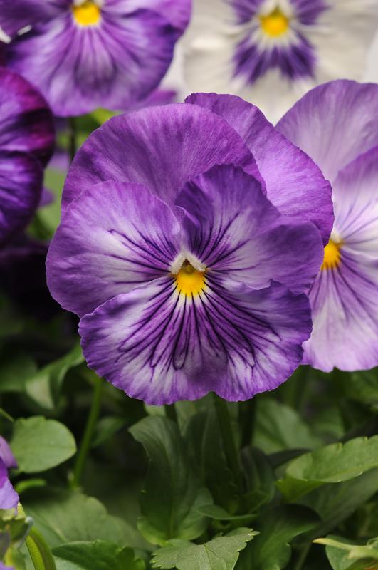 Pansy Prima Punch Lavender Shades - 10 seeds