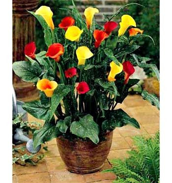 Arum Lily -  Zantedeschia - Assorted Bulbs Pack of 3 - Flower Bulbs (Not Seeds)