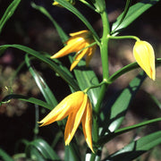 Gloriosa modesta / Littonia modesta - Indigenous African Bulb - 10 Seeds
