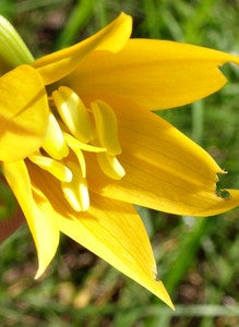 Gloriosa modesta / Littonia modesta - Indigenous African Bulb - 10 Seeds