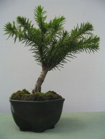 Araucaria araucana - Monkey Puzzle Tree - 5 Seeds