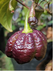 Purple Moruga Scorpion - Chilli Pepper - Capsicum Chinense - 5 seeds