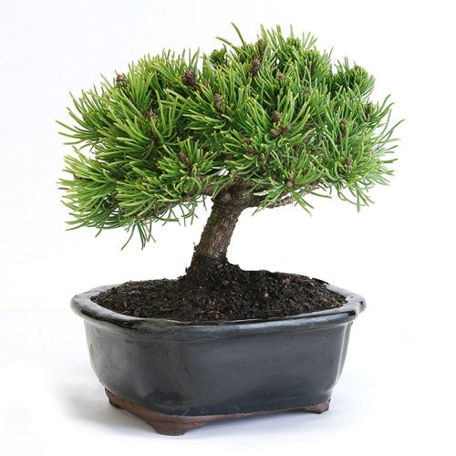 Dwarf Mugo Pine Exotic Bonsai Tree - Pinus mugo - 5 Seeds