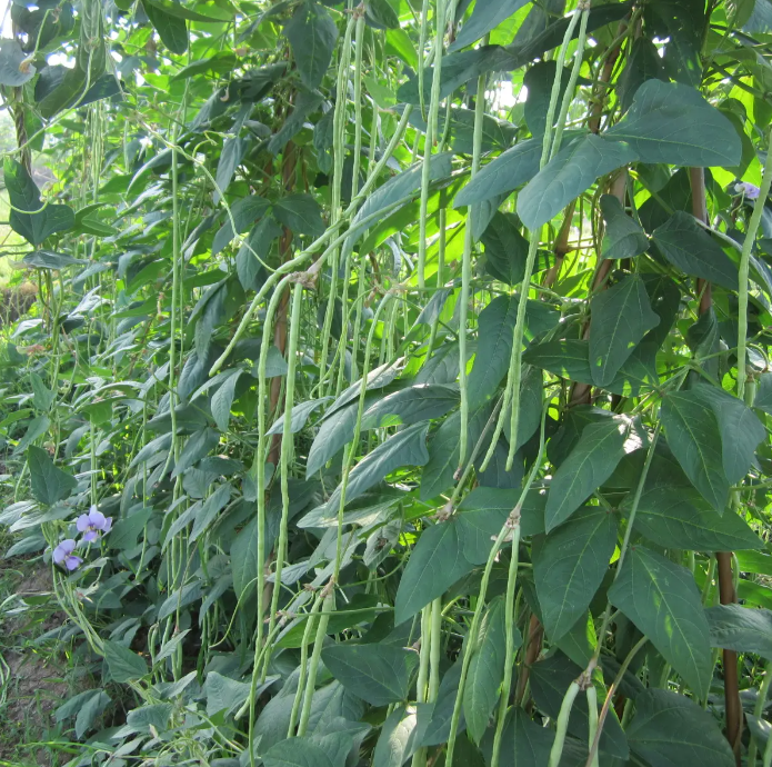 Chinese / Thai Green Yard Long Beans - Heirloom Vegetable - Vigna sesquipedalis - 5 Seeds