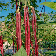 Chinese / Thai Red Yard Long / Noodle Beans - Heirloom Vegetable - Vigna sesquipedalis - 5 Seeds
