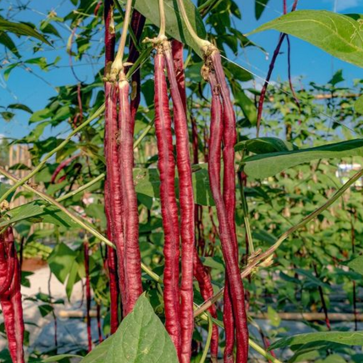 Chinese / Thai Red Yard Long / Noodle Beans - Heirloom Vegetable - Vigna sesquipedalis - 5 Seeds