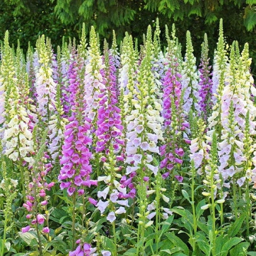 Foxglove Dwarf Foxy Mix - Digitalis purpurea - Perennial Flower - 1000 Seeds