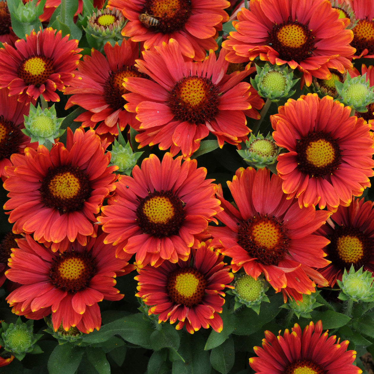 Arizona Red Shades Blanket Flower Seeds Seeds for Africa