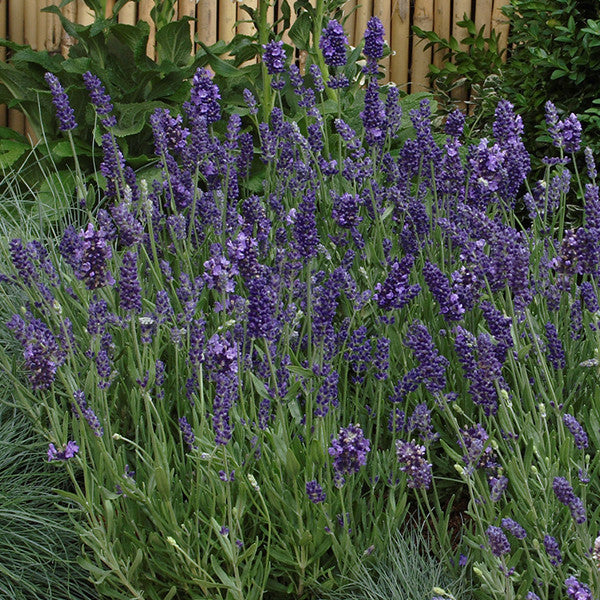 Lavender Ellagance Purple - Lavandula angustifolia - Perennial Flower / Herb - 10 Seeds