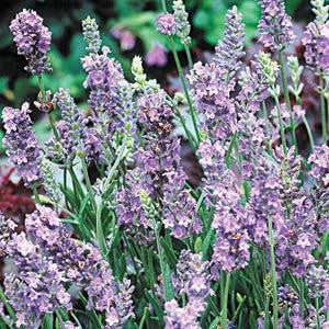 Lavender Ellagance Sky - Lavandula angustifolia - Perennial Flower / Herb - 10 Seeds