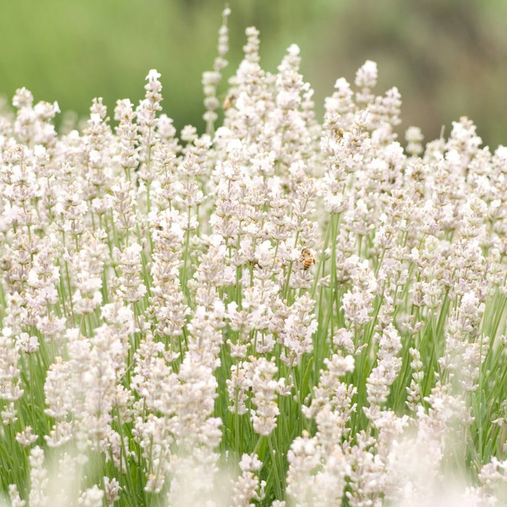 Lavender Ellagance Snow - Lavandula angustifolia - Perennial Flower - 10 Seeds