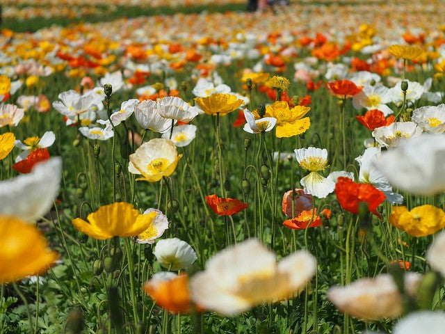 Poppy San Remo Mix - Papaver nudicaule - Annual Flower - 1000 Seeds