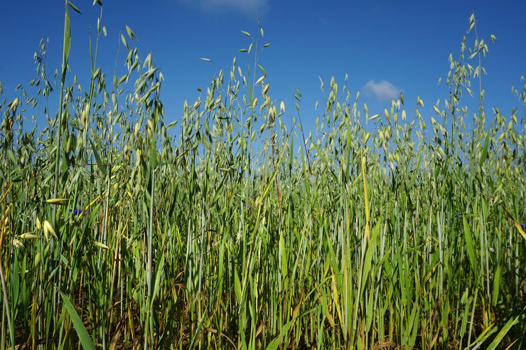 Oats Common - Avena sativa - Cover Crop / Green Manure / Grain