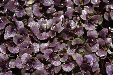 Dark Opal Purple Basil - Microgreen Seeds