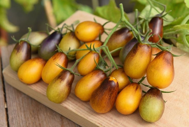 Indigo Pear Drops Cocktail Tomato - Lycopersicon Esculentum - Health Properties / NON GMO