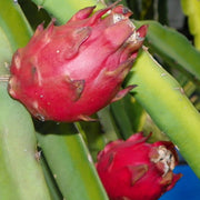 Red Flesh Pitaya "Voodoo Child" - Dragon Fruit - Hylocereus guatamalensis X - Exotic Succulent Fruit - 10 Seeds