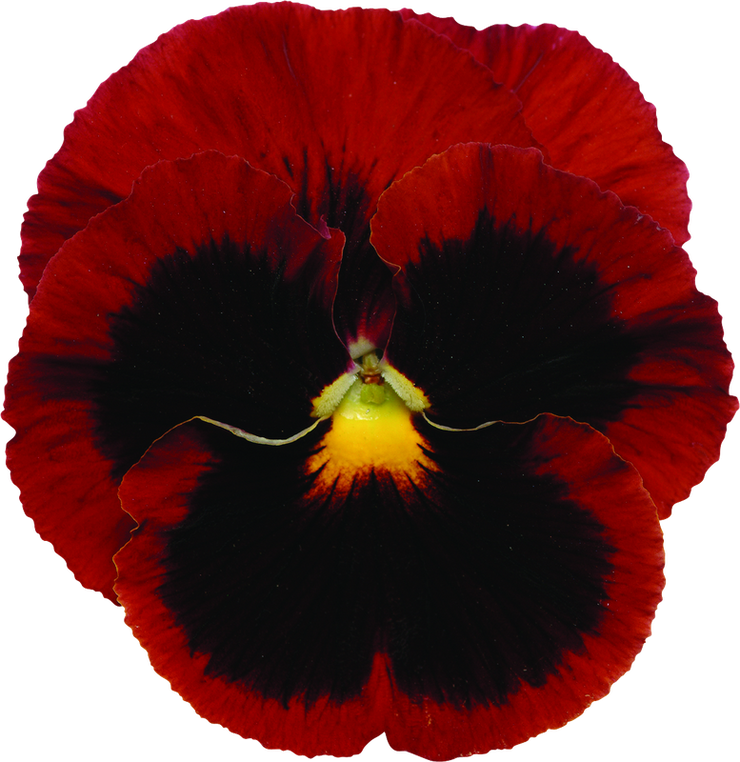 Pansy Punch Blotch Red - 10 seeds