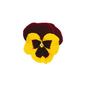 Pansy Prima Punch Red Wing - 10 seeds