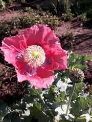 Papaver somniferum - Seed Poppy - ORGANIC - Heirloom Ornamental Flower - 20 Seeds