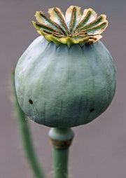 Papaver somniferum - Seed Poppy - ORGANIC - Heirloom Ornamental Flower - 20 Seeds