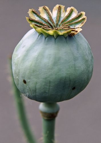 Papaver somniferum - Seed Poppy - ORGANIC - Heirloom Ornamental Flower - 20 Seeds