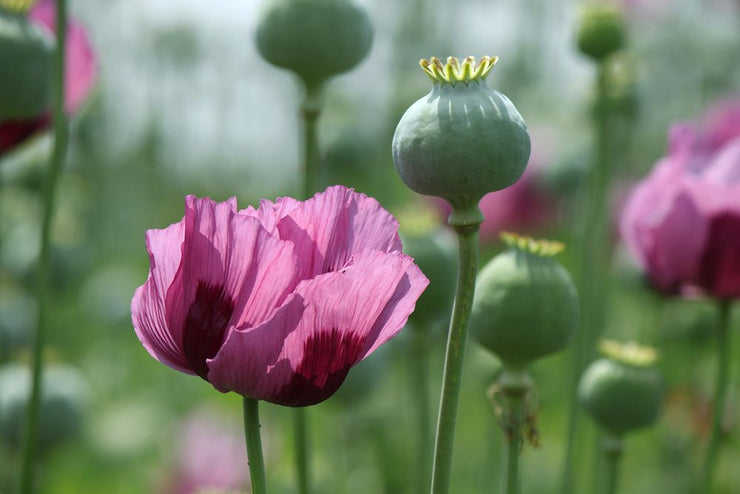 Papaver somniferum - Seed Poppy - ORGANIC - Heirloom Ornamental Flower - 20 Seeds