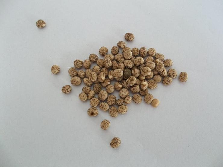 Pigeon Peas - Sprouting Seeds