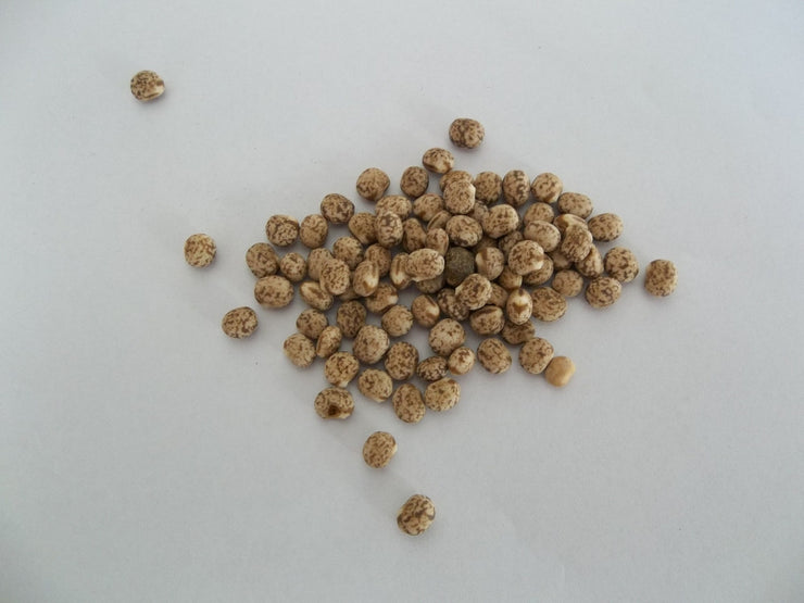 Pigeon Peas - Sprouting Seeds