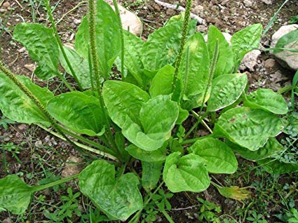 Plantain - Herb / Vegetable - Plantago major - 20 Seeds