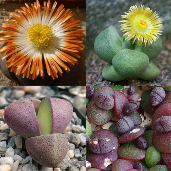 Pleiospilos Mixed Species - indigenous succulent - 10 seeds